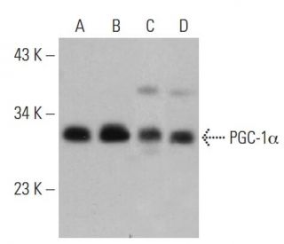 PGC1a Antibody (C-4) - Western Blotting - Image 389108 