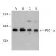 PGC1a Antibody (C-4) - Western Blotting - Image 389108 