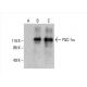 PGC1a Antibody (C-4) - Western Blotting - Image 393590 