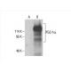 PGC1a Antibody (C-4) - Western Blotting - Image 393591