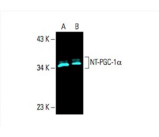 PGC1a Antibody (D-5) - Western Blotting - Image 394849 