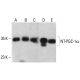 western blotting image from recommended PGC1a (D-5) monoclonal antibody replacement. Image 390096