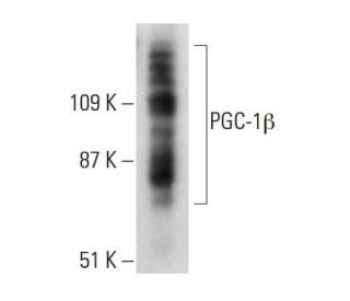 PGC-1&beta; Antibody (6C3F6) - Western Blotting - Image 384222