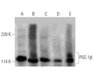 PGC-1&beta; Antibody (E-9) - Western Blotting - Image 363273 