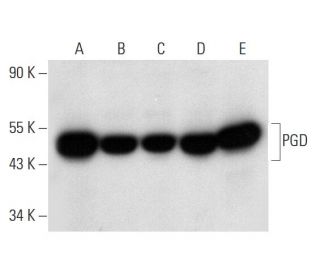 PGD Antibody (G-2) - Western Blotting - Image 311974 