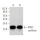 PGD2 synthase Antibody (C-8) - Western Blotting - Image 363772
