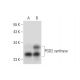 PGD2 synthase Antibody (G-5) - Western Blotting - Image 299010