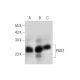 western blotting image from recommended PGD2 synthase (C-8) monoclonal antibody replacement. Image 333397
