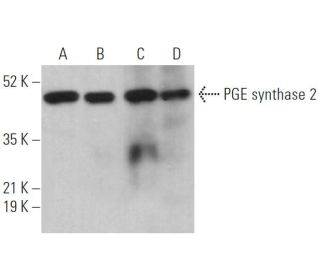 PGE synthase 2 Antibody (A-2) - Western Blotting - Image 370093 