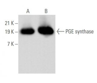 PGE synthase Antibody H 3 SCBT Santa Cruz Biotechnology