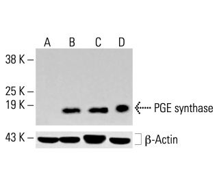 PGE synthase Antibody (A-3) - Western Blotting - Image 413655 