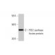 PGI2 synthase Antibody (3B11) - Western Blotting - Image 348576