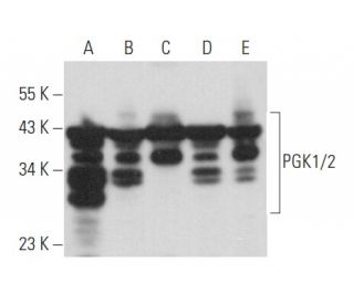PGK1/2 Antibody (A-2) - Western Blotting - Image 358002 