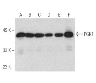 PGK1 Antibody (14) - Western Blotting - Image 390982 