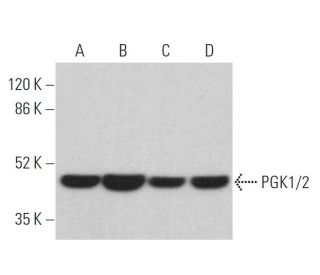 western blotting image from recommended PGK1/2 (A-5) monoclonal antibody replacement. Image 359648