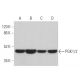 western blotting image from recommended PGK1/2 (A-5) monoclonal antibody replacement. Image 359648
