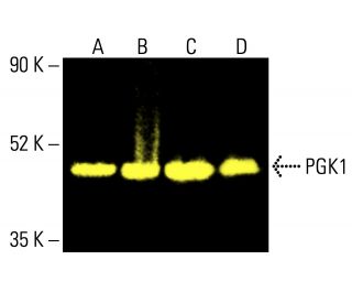 PGK1 Antibody (14) - Western Blotting - Image 414719 