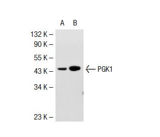 PGK1/2 Antibody (A-5) - Western Blotting - Image 39181