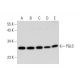 PGLS Antibody (B-10) - Western Blotting - Image 325198 