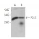 PGLS Antibody (B-10) - Western Blotting - Image 371972