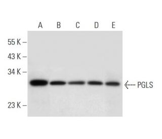 PGLS Antibody (G-7) - Western Blotting - Image 309576 