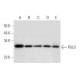 PGLS Antibody (G-7) - Western Blotting - Image 309576 