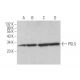 PGLS Antibody (G-7) - Western Blotting - Image 372067