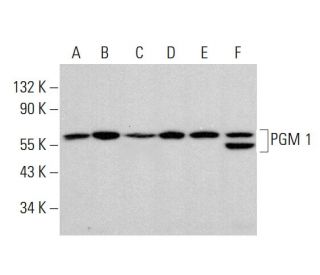 PGM 1 Antibody (D-8) - Western Blotting - Image 384354 