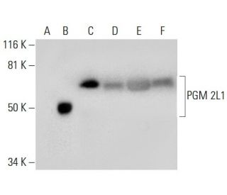 PGM 2L1 Antibody (A-6) - Western Blotting - Image 289999 
