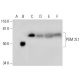 PGM 2L1 Antibody (A-6) - Western Blotting - Image 289999 