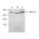 PGM 2L1 Antibody (A-6) - Western Blotting - Image 373208