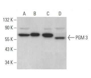 PGM 3 Antibody (D-4) - Western Blotting - Image 371145 