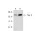 PGM 3 Antibody (E-6) - Western Blotting - Image 287648