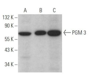 PGM 3 Antibody (E-6) - Western Blotting - Image 371146 