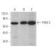 PGM 3 Antibody (E-6) - Western Blotting - Image 371146 