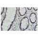 PGM 3 Antibody (EC-13) - Immunohistochemistry - Image 36011 