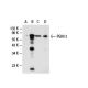 PGM 3 Antibody (EC-13) - Western Blotting - Image 19772