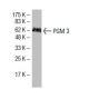 PGM 3 Antibody (EC-13) - Western Blotting - Image 33783 
