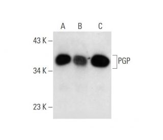 G3PP/PGP Antibody (E-10) - Western Blotting - Image 290906 