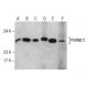 PGRMC1 Antibody (12B7) - Western Blotting - Image 285457 