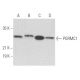 PGRMC1 Antibody (12B7) - Western Blotting - Image 356752 