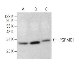 PGRMC1 Antibody (C-3) - Western Blotting - Image 374860 