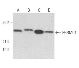 PGRMC1 Antibody (12B7) - Western Blotting - Image 356752