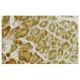 PGRMC2 Antibody (134.6) - Immunohistochemistry - Image 36210