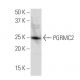 PGRMC2 Antibody (134.6) - Western Blotting - Image 34274 