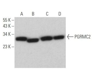 PGRMC2 Antibody (F-3) - Western Blotting - Image 366723 