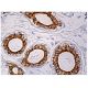 PGRP-L Antibody (B-4) - Immunohistochemistry - Image 159561 