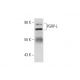 PGRP-L Antibody (B-4) - Western Blotting - Image 72944