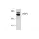 PGRP-L Antibody (B-4) - Western Blotting - Image 127949 