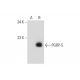 PGRP-S Antibody (G-1) - Western Blotting - Image 139090